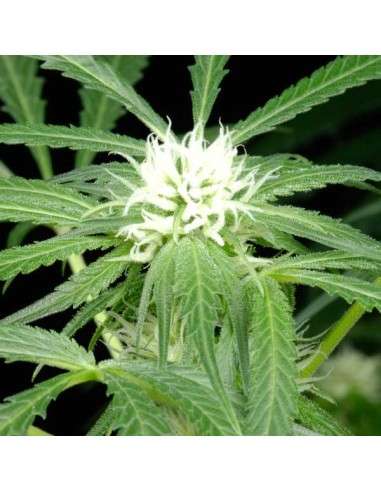 GREEN HOUSE SEEDS - Arjan's Ultra Haze 1 - 3
