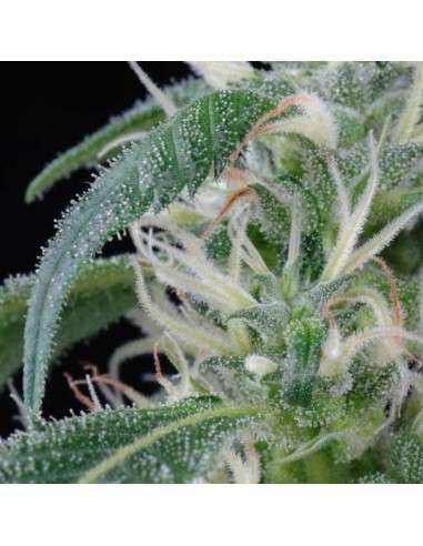 GREEN HOUSE SEEDS - Arjan's Ultra Haze 1 - 4