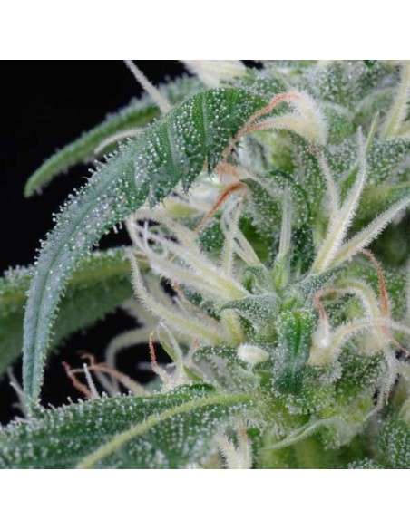 GREEN HOUSE SEEDS - Arjan's Ultra Haze 1 - 4