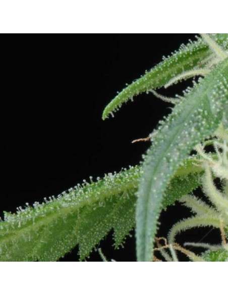 GREEN HOUSE SEEDS - Arjan's Ultra Haze 1 - 5