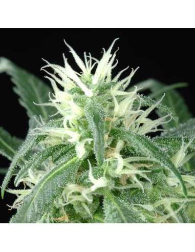 GREEN HOUSE SEEDS - Arjan's Ultra Haze 1 - 6