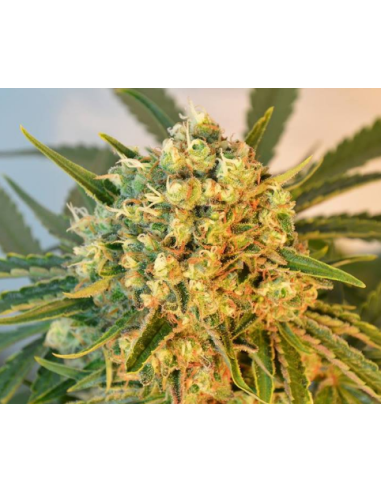 DUTCH PASSION - Freddy’s Best - 6