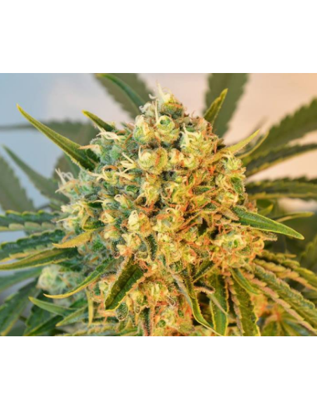 DUTCH PASSION - Freddy’s Best - 6