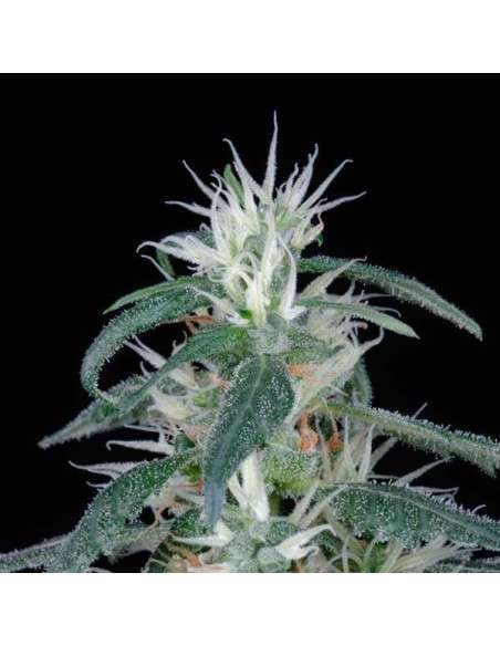 GREEN HOUSE SEEDS - Arjan's Ultra Haze 1 - 7