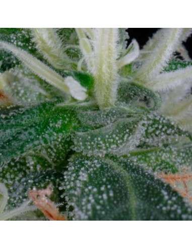 GREEN HOUSE SEEDS - Arjan's Ultra Haze 1 - 8
