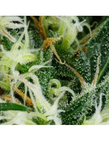 GREEN HOUSE SEEDS - Arjan's Ultra Haze 1 - 9
