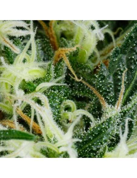 GREEN HOUSE SEEDS - Arjan's Ultra Haze 1 - 9