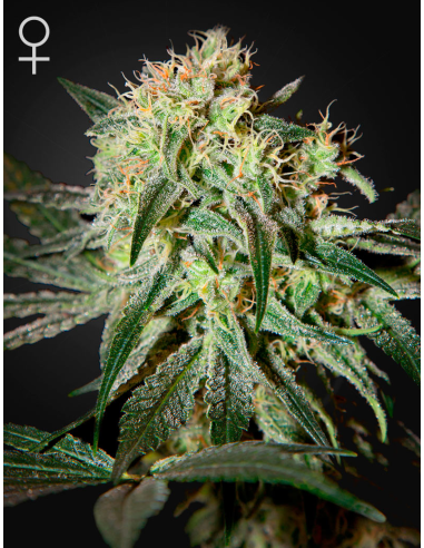 GREEN HOUSE SEEDS - Damn Sour - 1