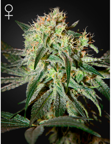 GREEN HOUSE SEEDS - Damn Sour - 1