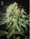 GREEN HOUSE SEEDS - Damn Sour - 1