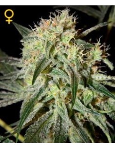 GREEN HOUSE SEEDS - Damn Sour - 1 2