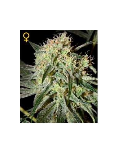 GREEN HOUSE SEEDS - Damn Sour - 2