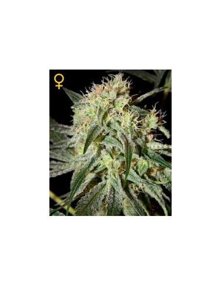 GREEN HOUSE SEEDS - Damn Sour - 2