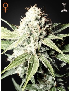 GREEN HOUSE SEEDS - Great White Shark - 1