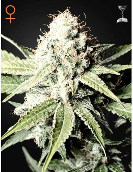 GREEN HOUSE SEEDS - Great White Shark - 1