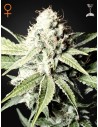 GREEN HOUSE SEEDS - Great White Shark - 1