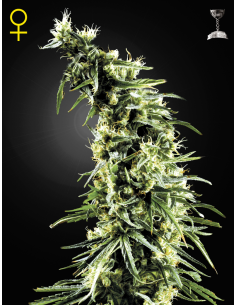GREEN HOUSE SEEDS - Hawaiian Snow - 1