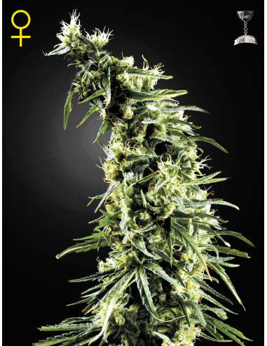 GREEN HOUSE SEEDS - Hawaiian Snow - 1
