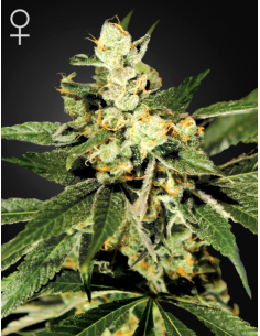 GREEN HOUSE SEEDS - Train Wreck - 1