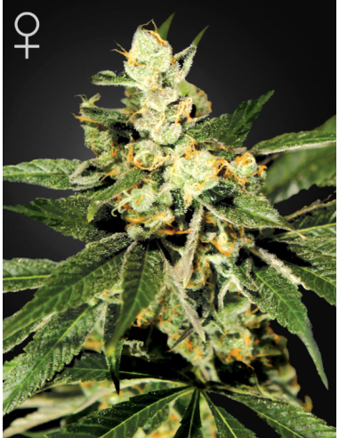 GREEN HOUSE SEEDS - Train Wreck - 1