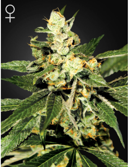GREEN HOUSE SEEDS - Train Wreck - 1