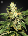 GREEN HOUSE SEEDS - Train Wreck - 1