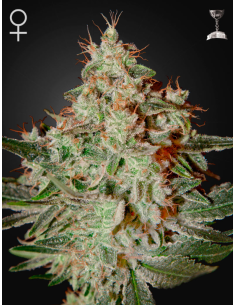 GREEN HOUSE SEEDS - Lemon Skunk - 1