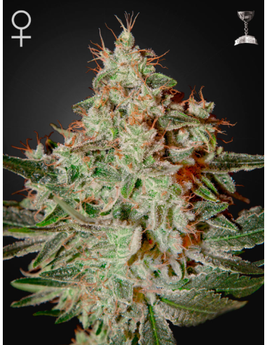 GREEN HOUSE SEEDS - Lemon Skunk - 1