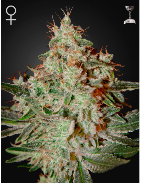 GREEN HOUSE SEEDS - Lemon Skunk - 1