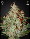 GREEN HOUSE SEEDS - Lemon Skunk - 1