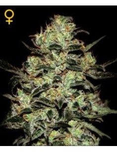 GREEN HOUSE SEEDS - Moby Dick - 1