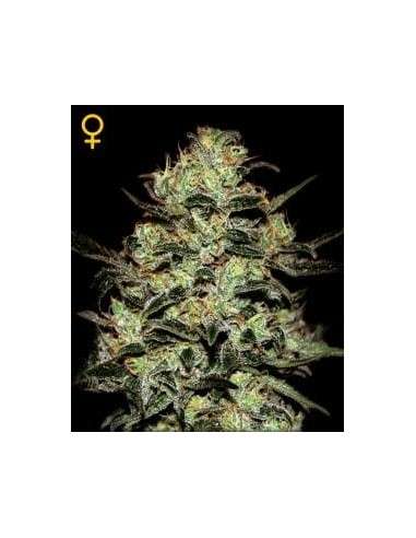 GREEN HOUSE SEEDS - Moby Dick - 1