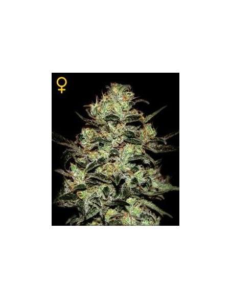 GREEN HOUSE SEEDS - Moby Dick - 1