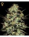 GREEN HOUSE SEEDS - Moby Dick - 1