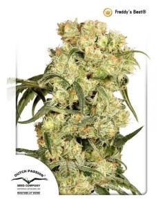 DUTCH PASSION - Freddy’s Best - 7