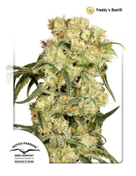 DUTCH PASSION - Freddy’s Best - 7