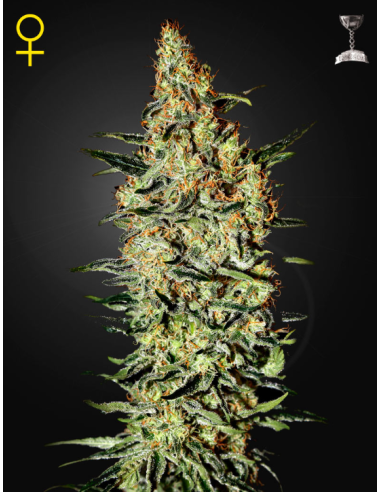 GREEN HOUSE SEEDS - Neville's Haze - 1