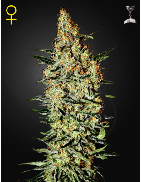 GREEN HOUSE SEEDS - Neville's Haze - 1
