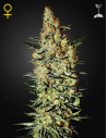 GREEN HOUSE SEEDS - Neville's Haze - 1