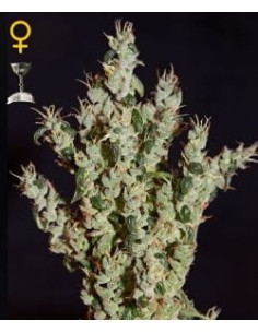 GREEN HOUSE SEEDS - NL5 Haze Mist - 1