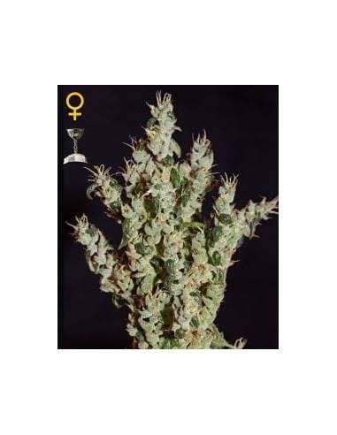 GREEN HOUSE SEEDS - NL5 Haze Mist - 1