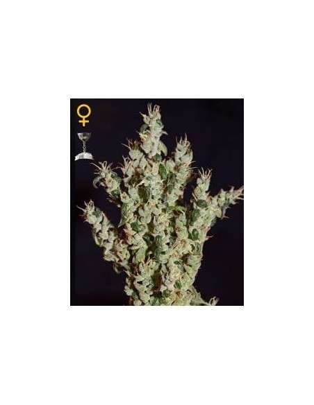 GREEN HOUSE SEEDS - NL5 Haze Mist - 1
