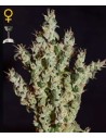 GREEN HOUSE SEEDS - NL5 Haze Mist - 1