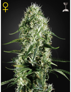 GREEN HOUSE SEEDS - Super Silver Haze - 1