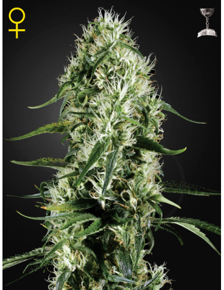 GREEN HOUSE SEEDS - Super Silver Haze - 1