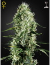 GREEN HOUSE SEEDS - Super Silver Haze - 1
