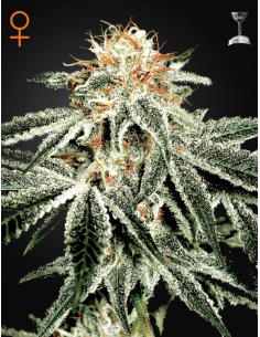 GREEN HOUSE SEEDS - White Widow - 1