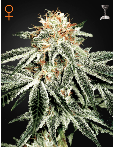 GREEN HOUSE SEEDS - White Widow - 1