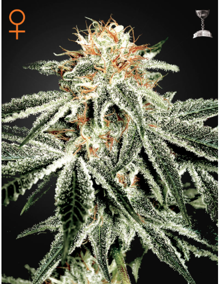 GREEN HOUSE SEEDS - White Widow - 1