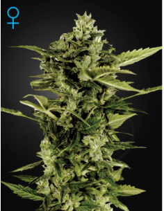 GREEN HOUSE SEEDS - Auto Bomb - 1